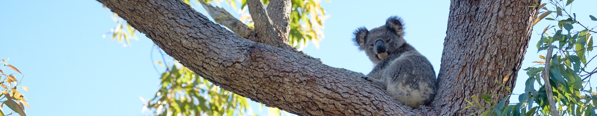 A koala sits high in the fork of large tree