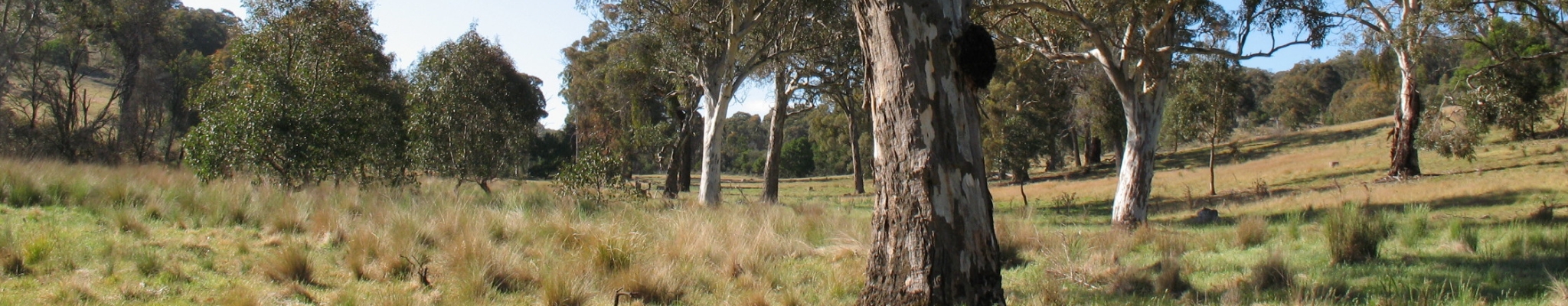 A scene of large native Australian woodlands trees prevalent on the slopes and tableland regions of NSW.